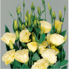 Превью изображения