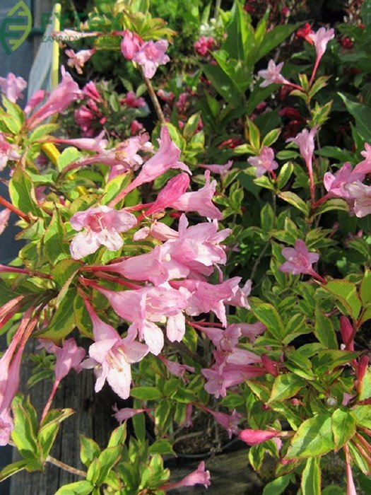 Превью изображения