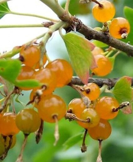 Превью изображения