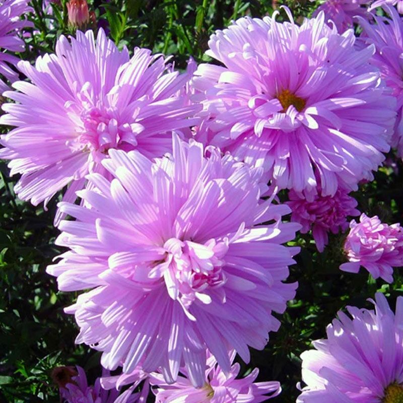 Превью изображения