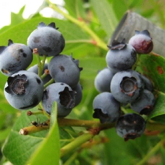 Превью изображения