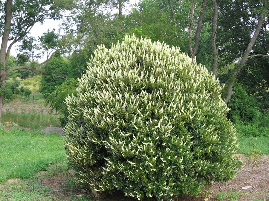 Превью изображения