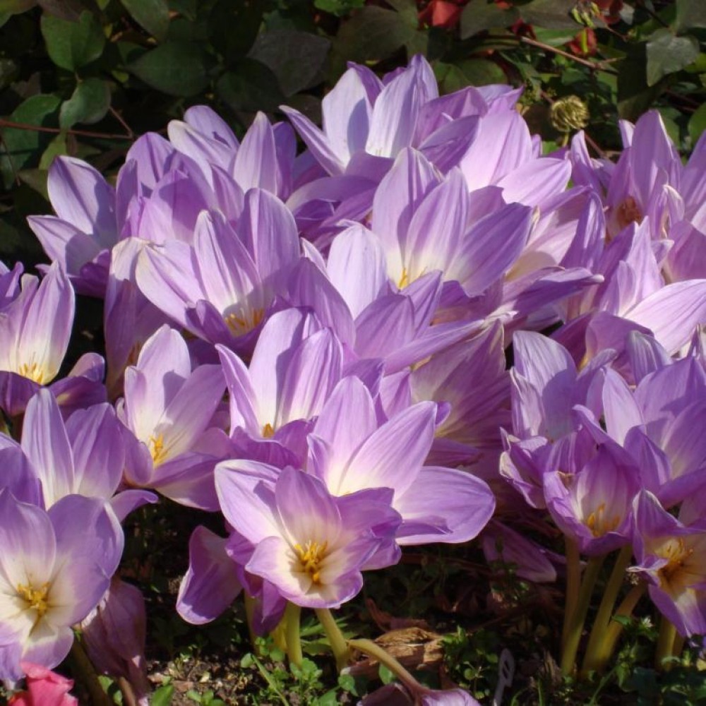 Превью изображения