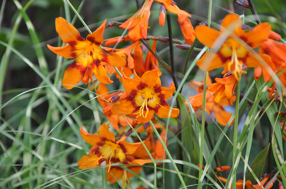 Превью изображения