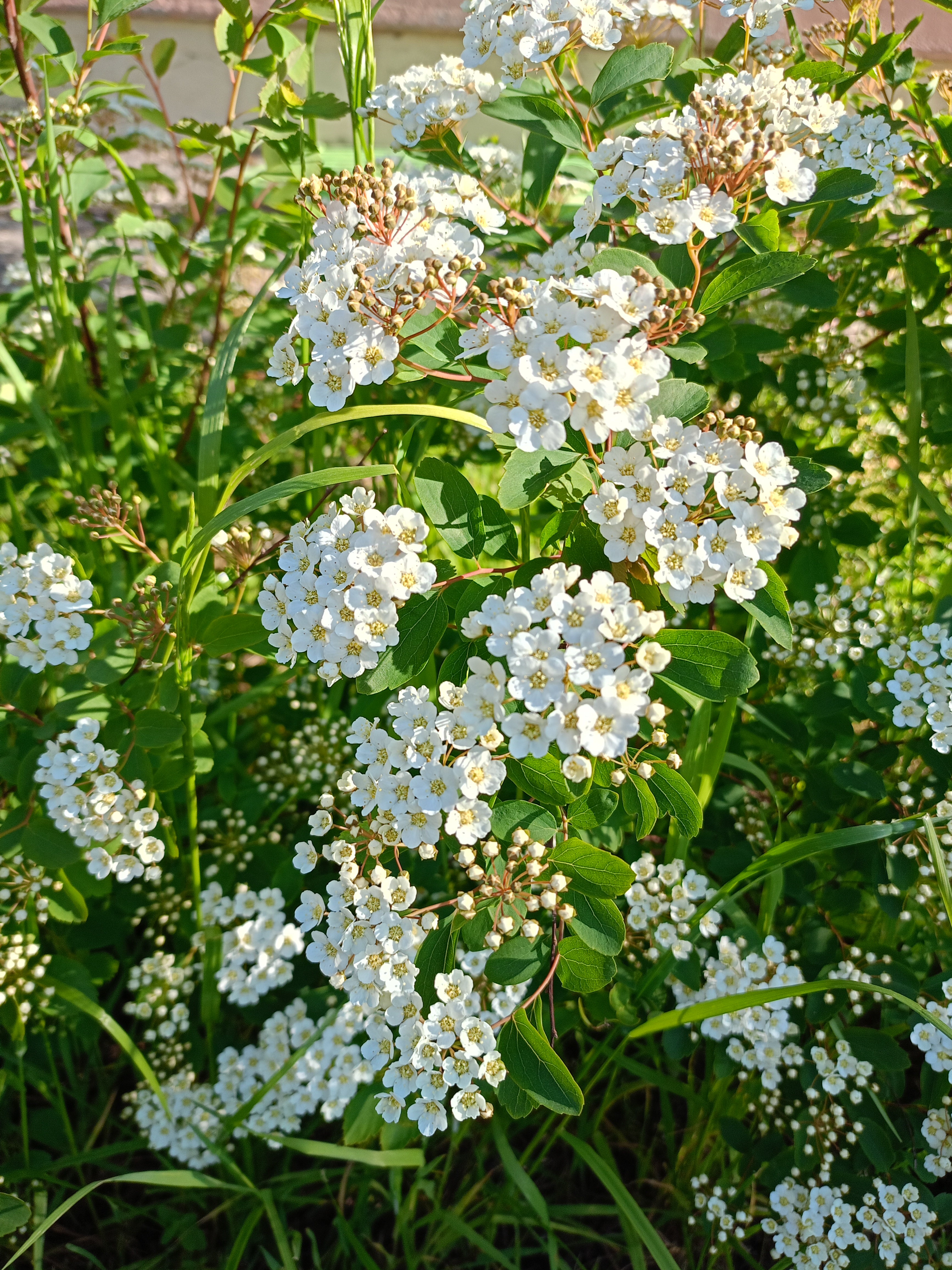 Превью изображения