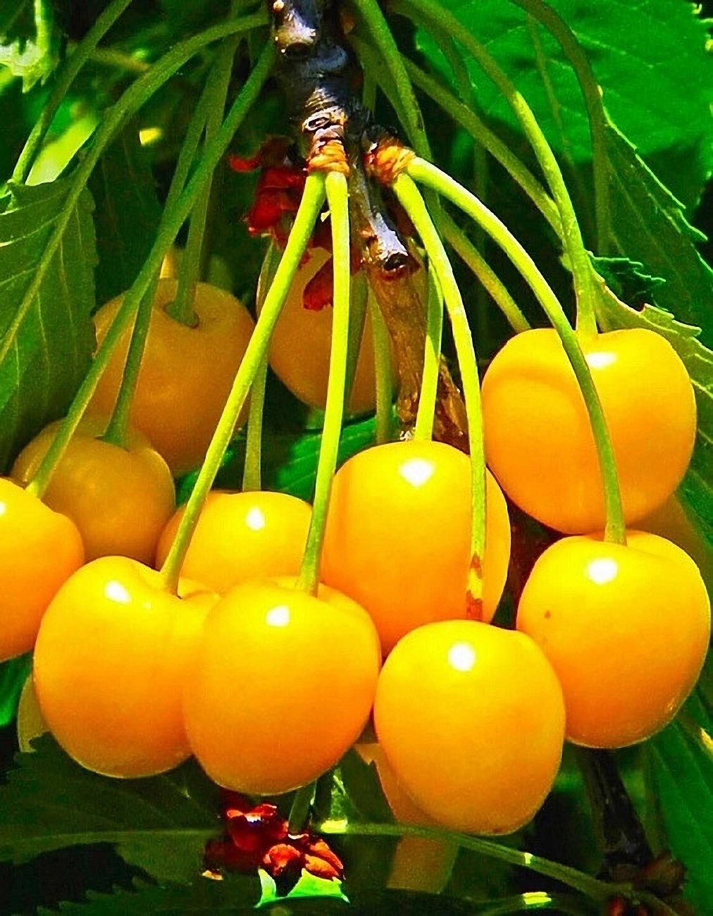 Превью изображения