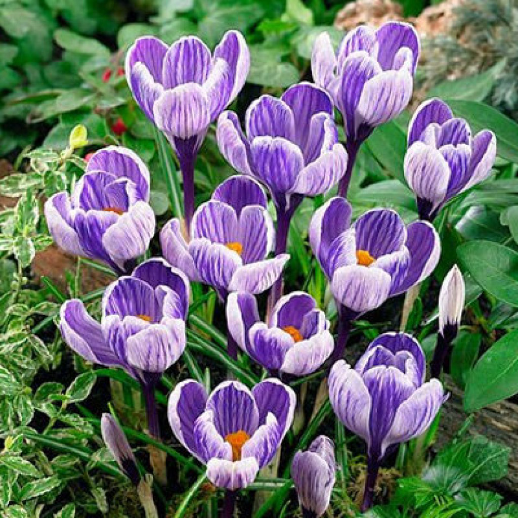 Превью изображения