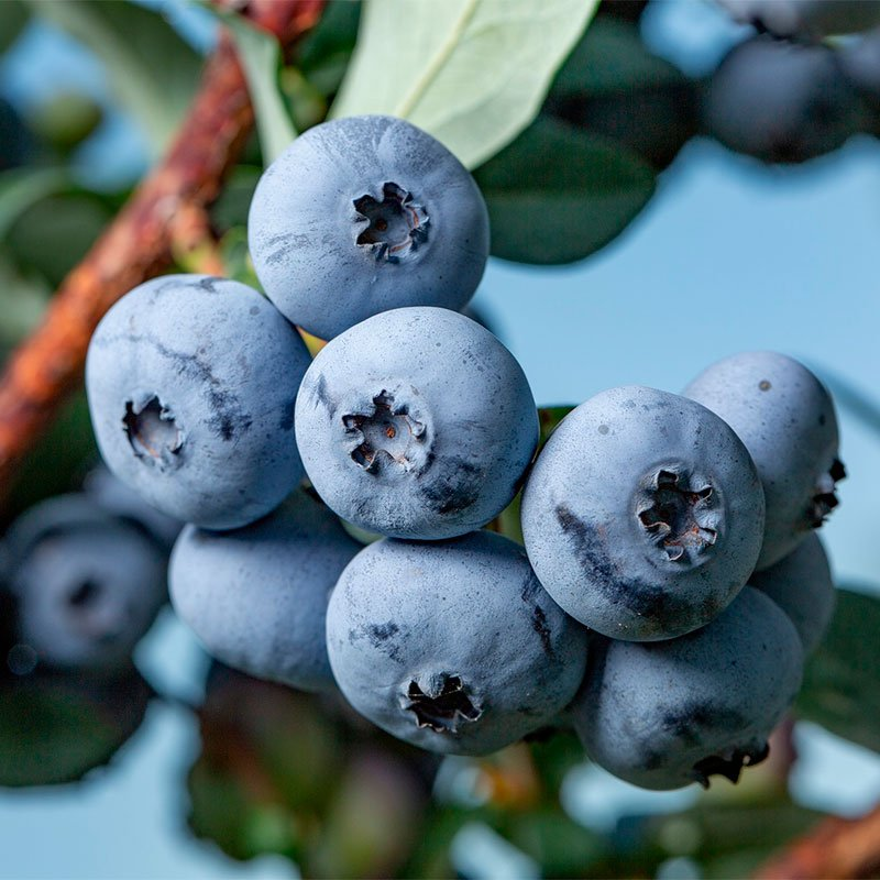 Превью изображения