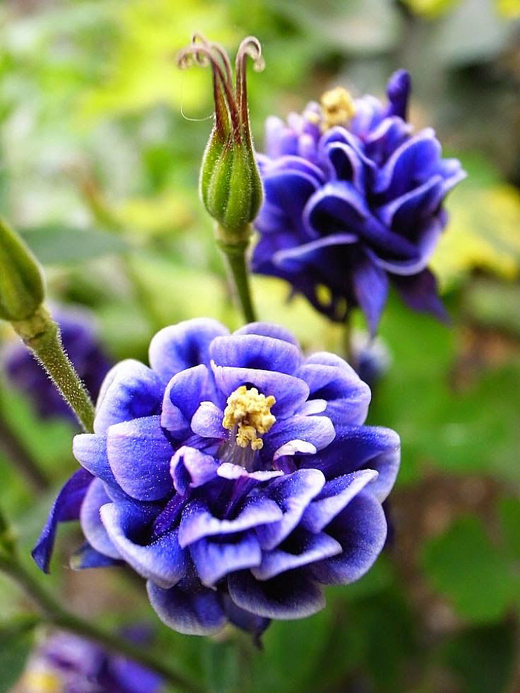 Превью изображения