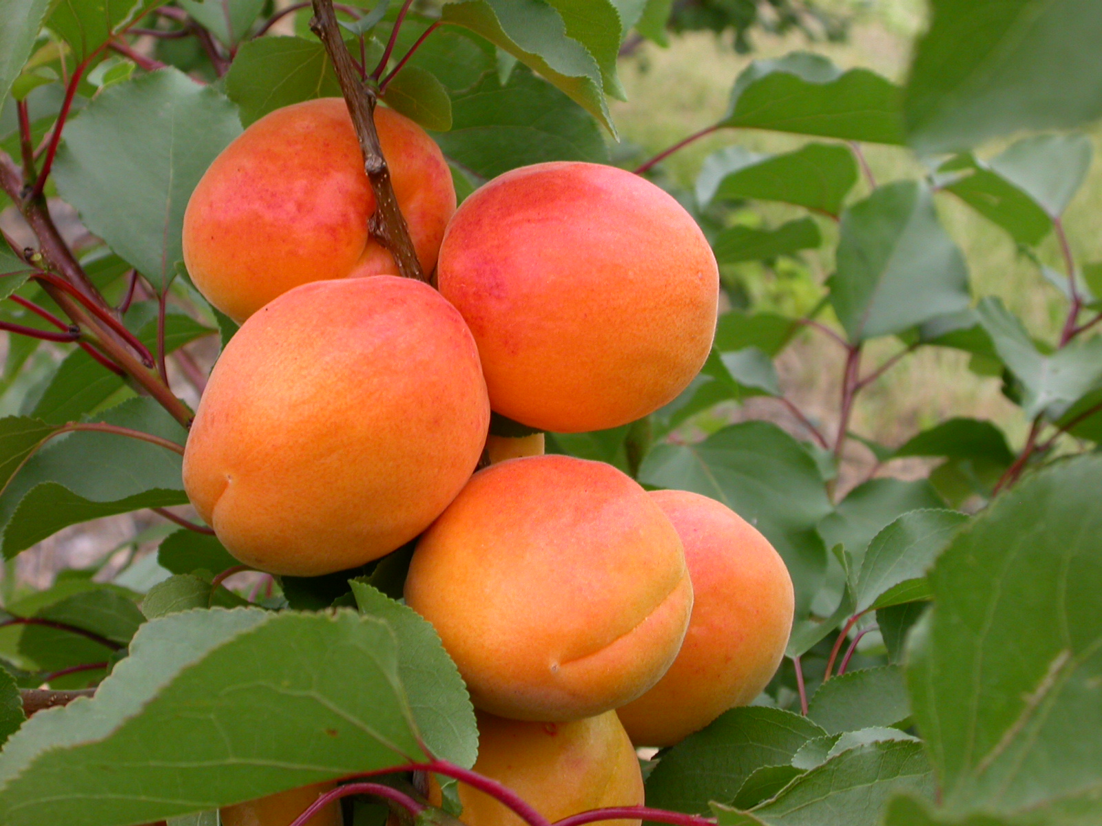 Превью изображения