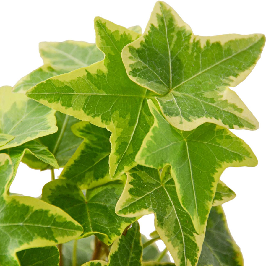 Превью изображения