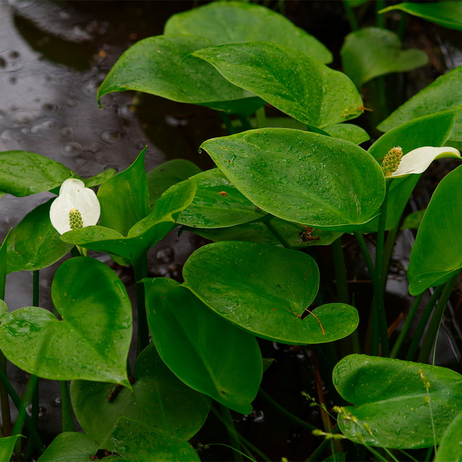Превью изображения