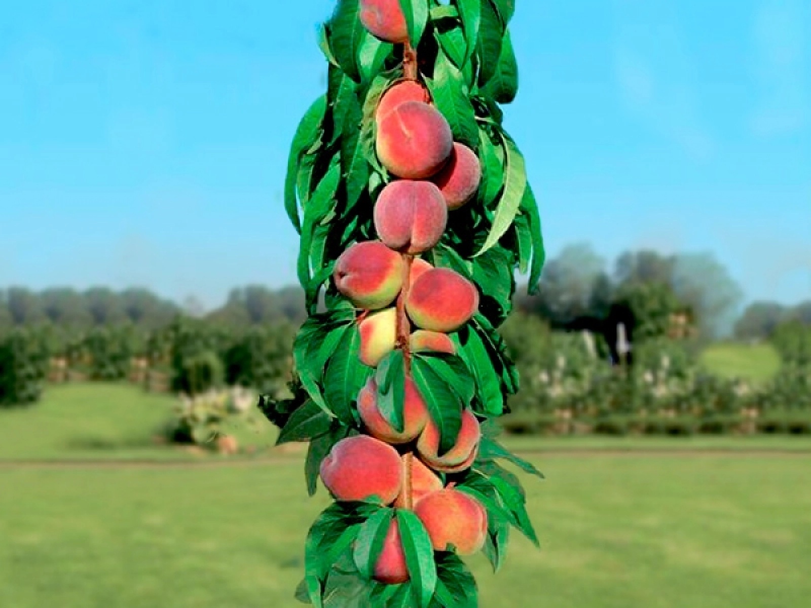 Превью изображения