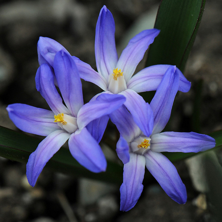 Превью изображения