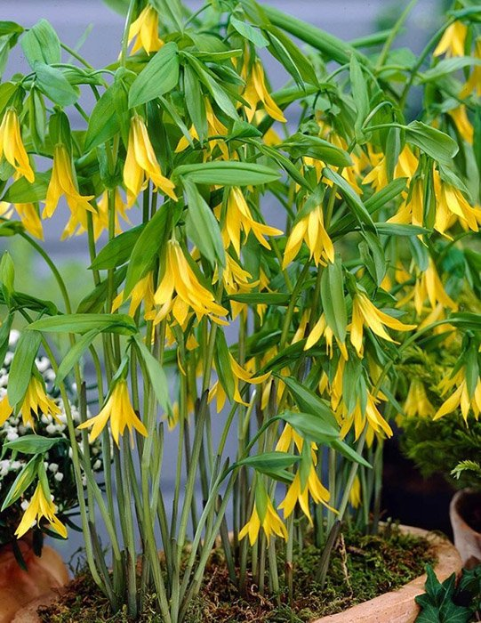 Превью изображения