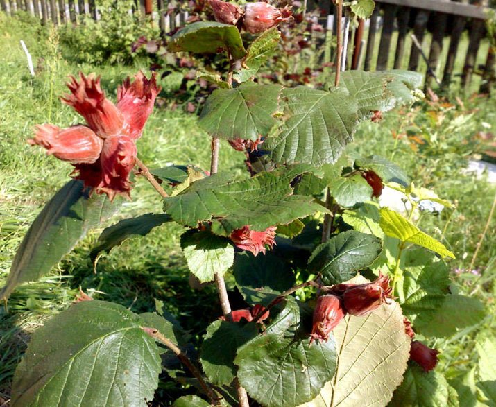 Превью изображения