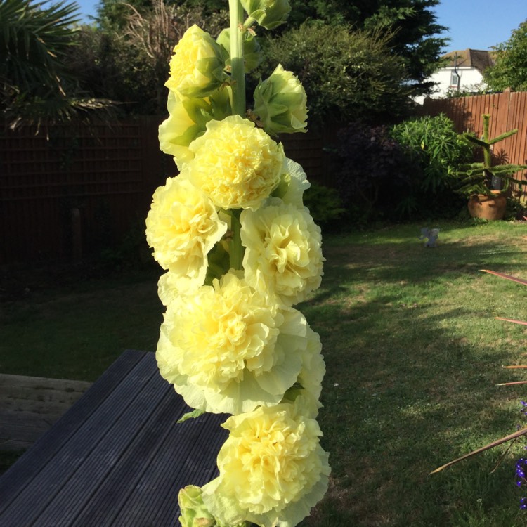 Превью изображения