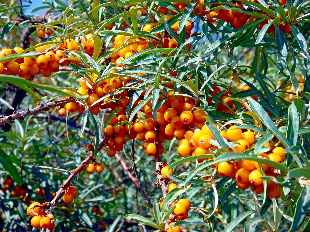 Превью изображения