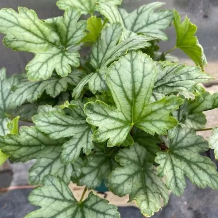 Превью изображения