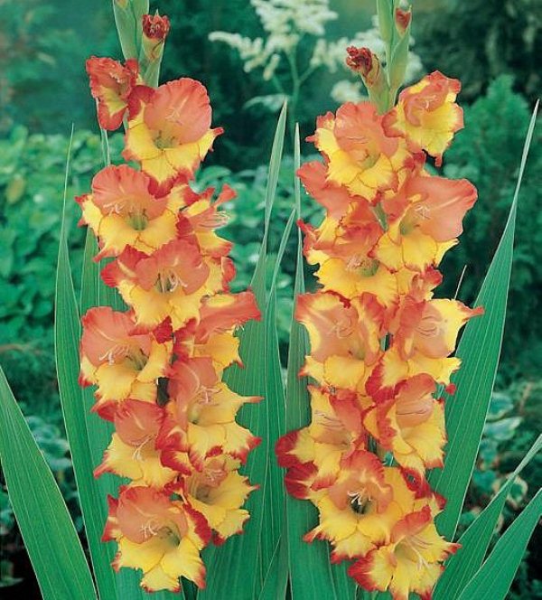 Превью изображения