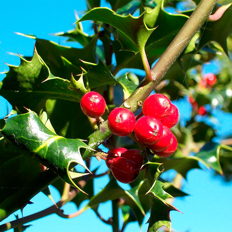 Превью изображения