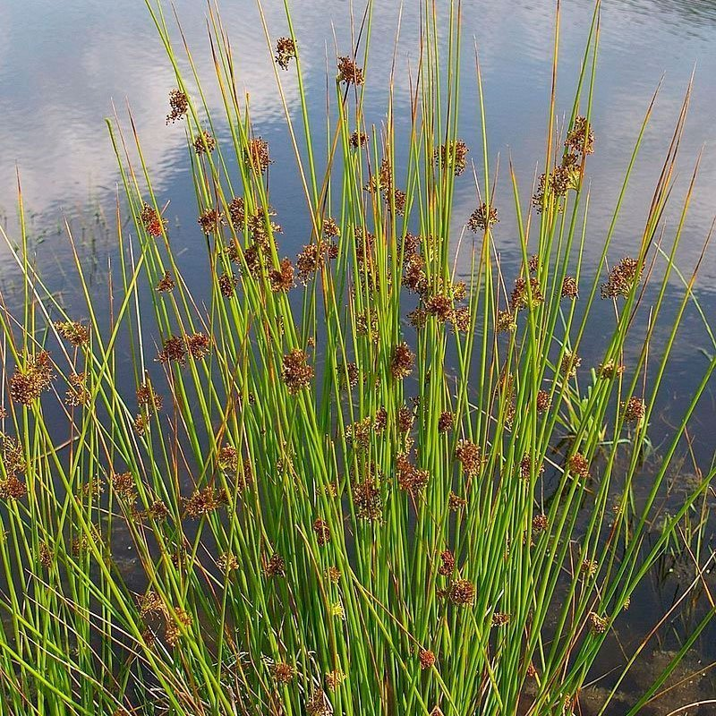 Превью изображения