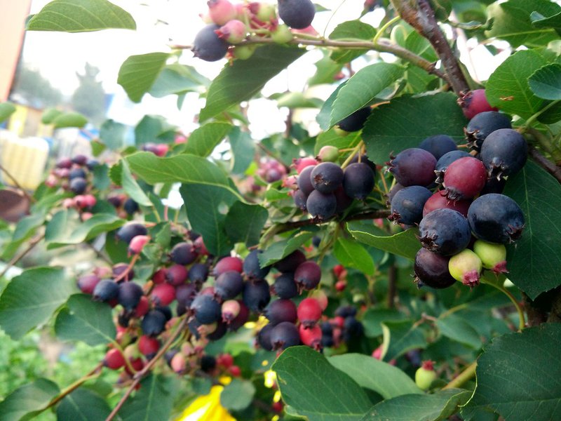 Превью изображения