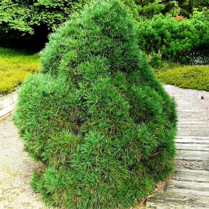 Превью изображения