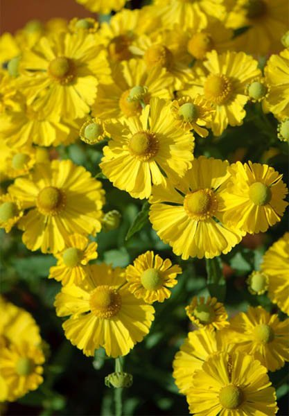 Превью изображения