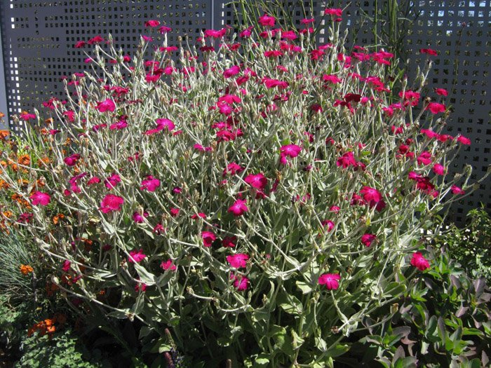 Превью изображения