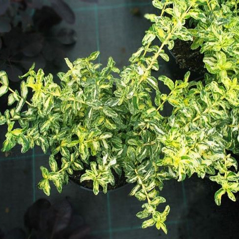 Превью изображения