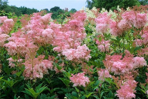 Превью изображения