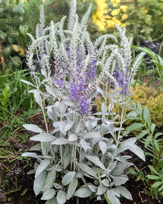 Превью изображения