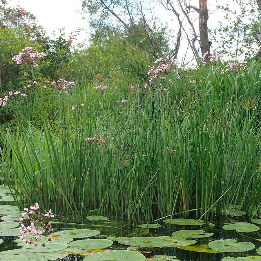 Превью изображения
