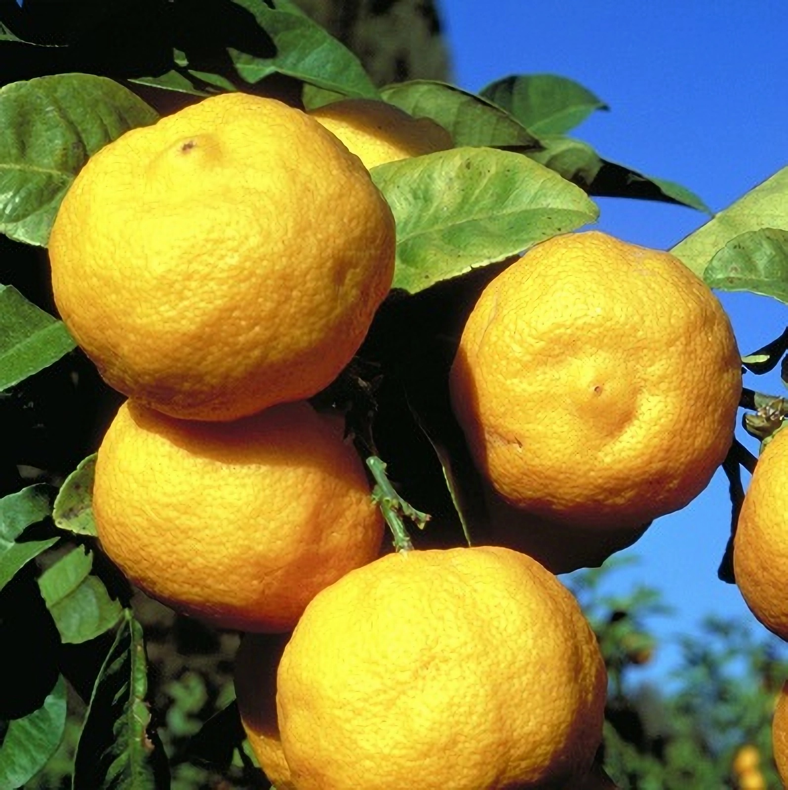 Превью изображения