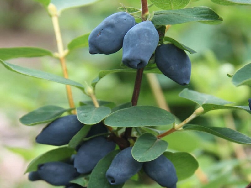 Превью изображения