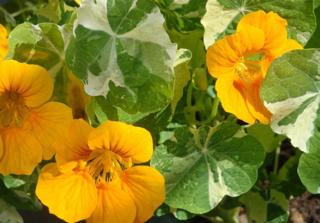 Превью изображения