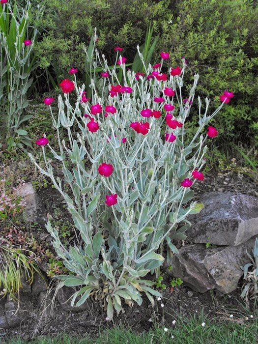 Превью изображения