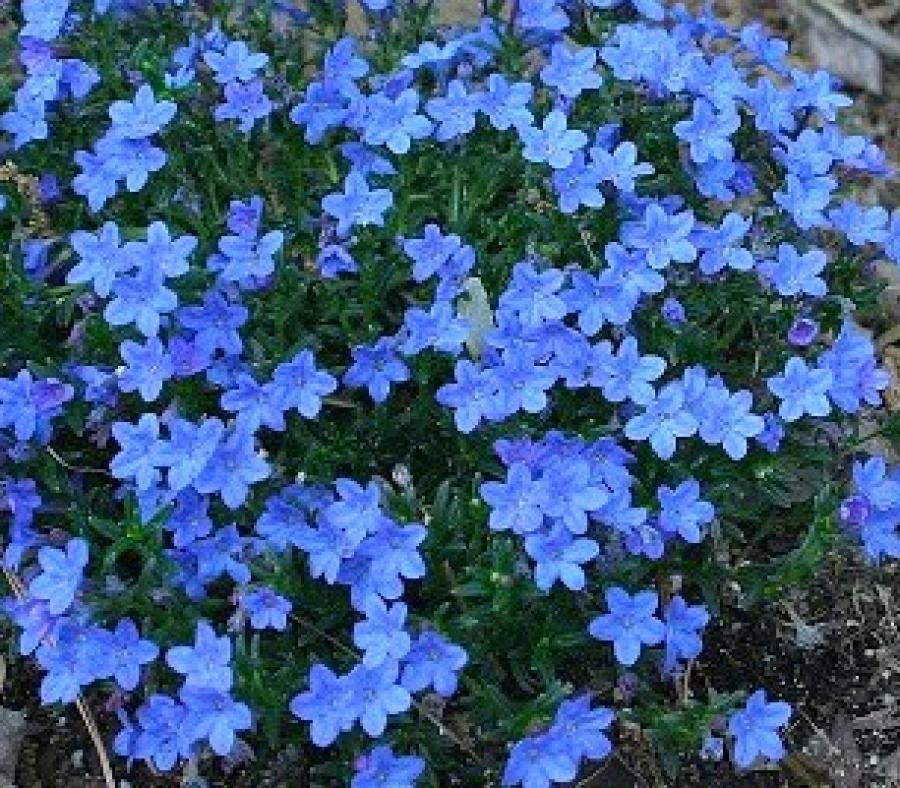 Превью изображения