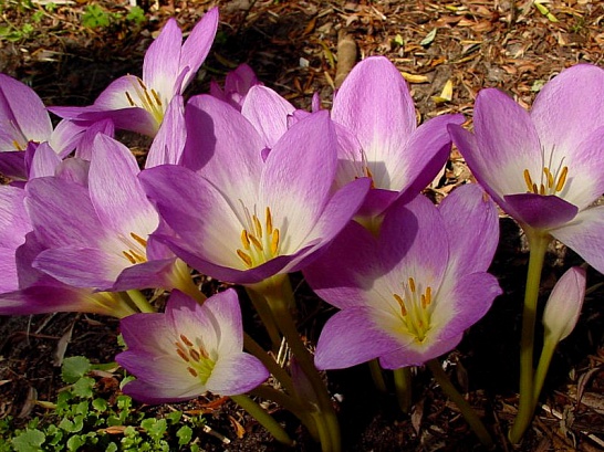 Превью изображения