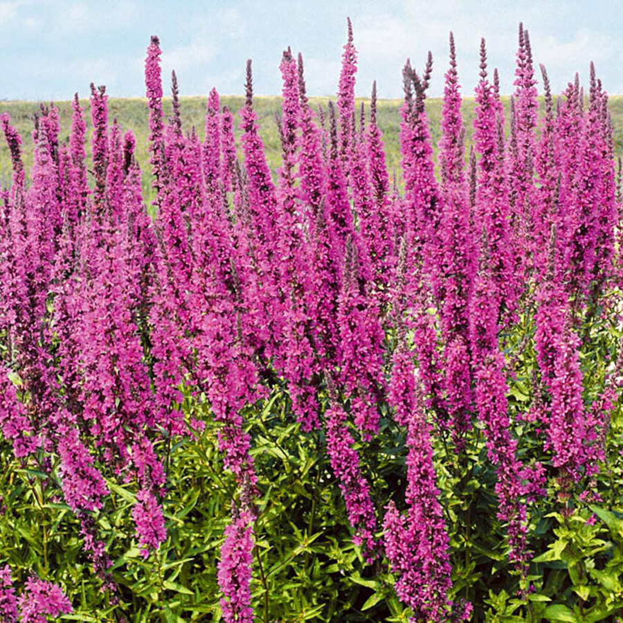 Превью изображения