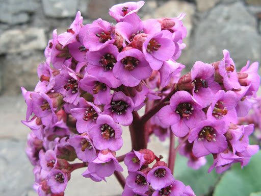 Превью изображения