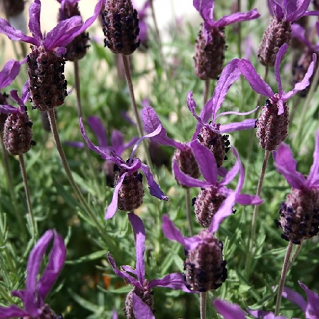 Превью изображения