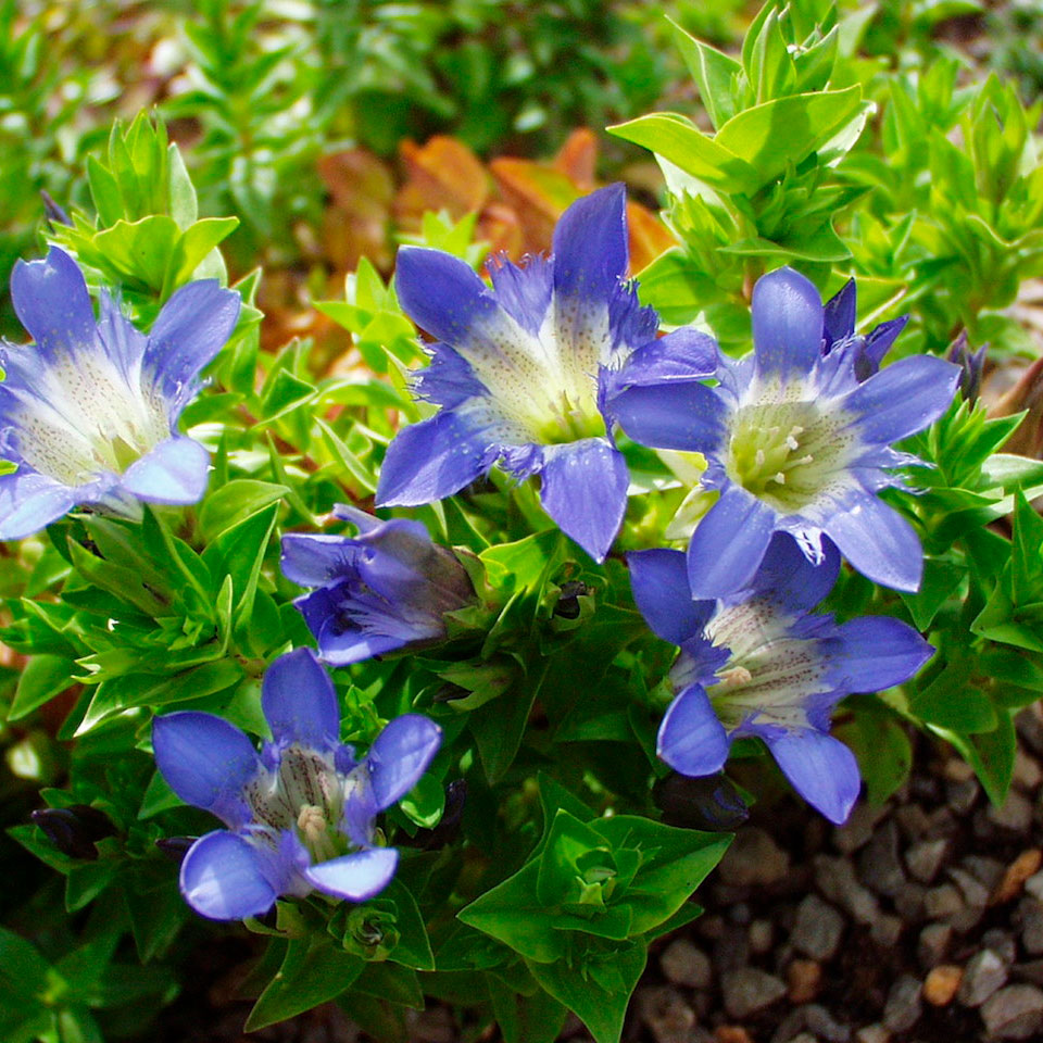 Превью изображения