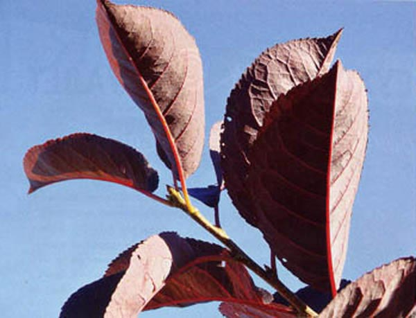 Превью изображения