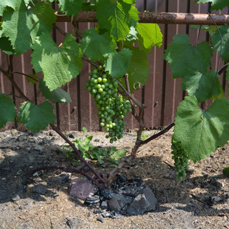 Превью изображения