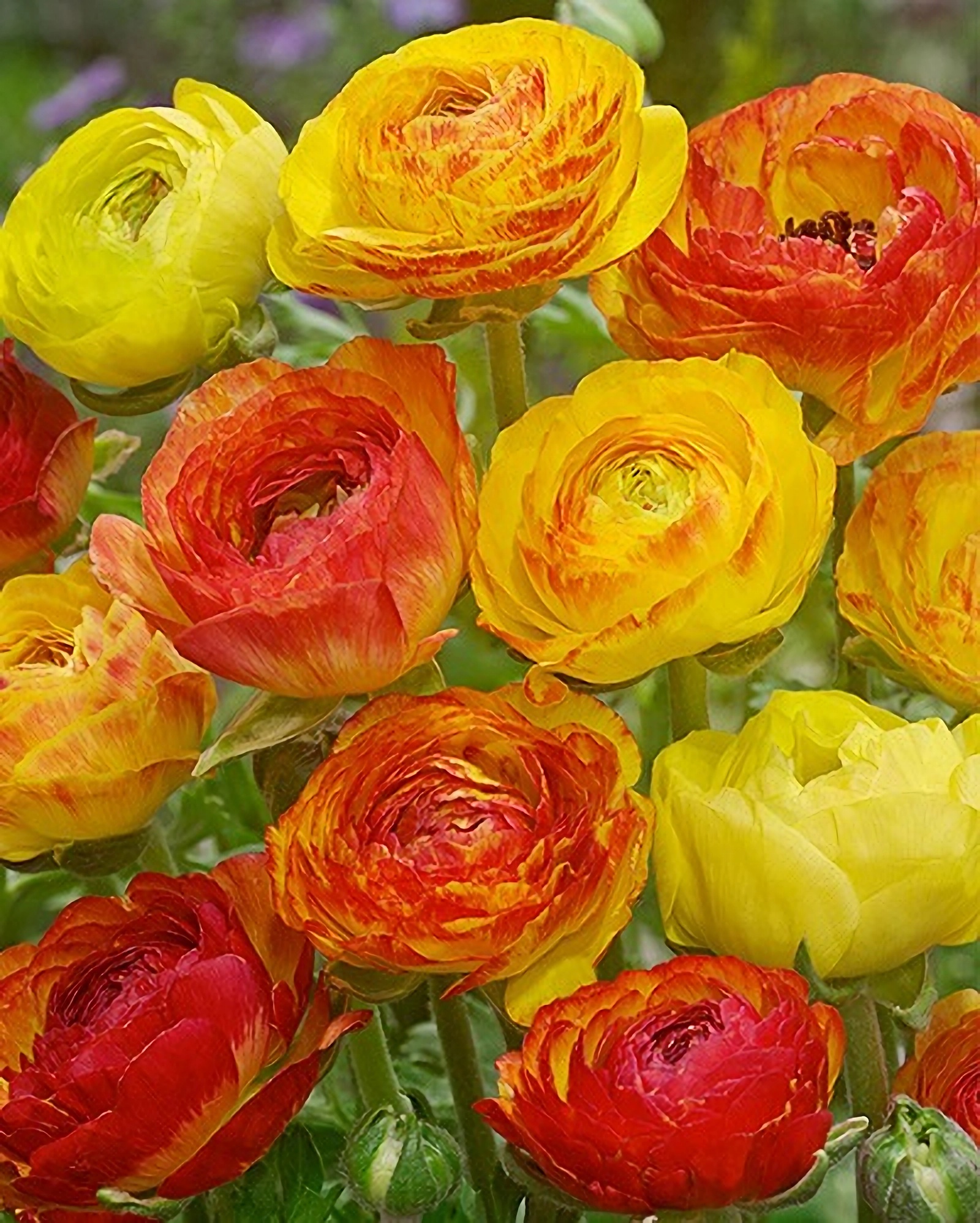 Превью изображения