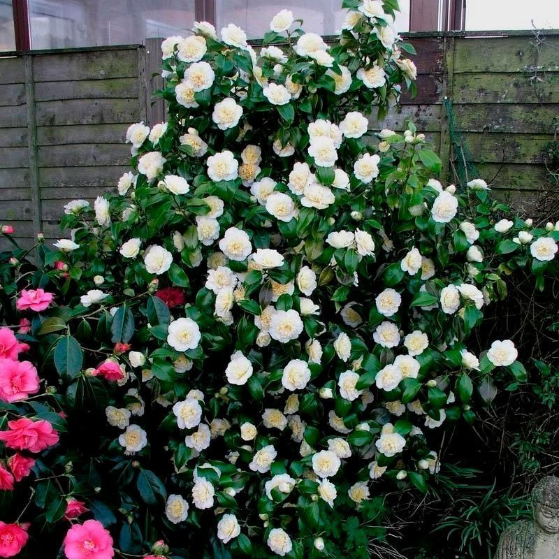 Превью изображения