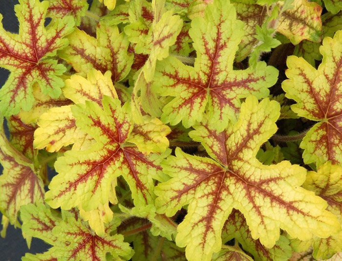 Превью изображения