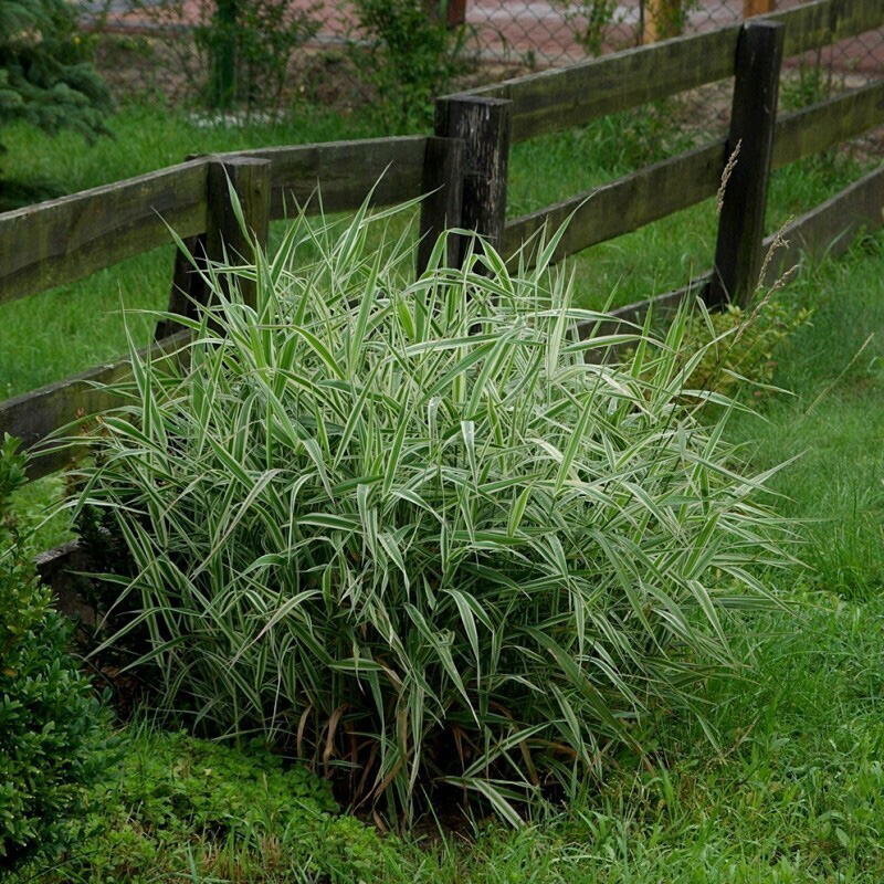 Превью изображения